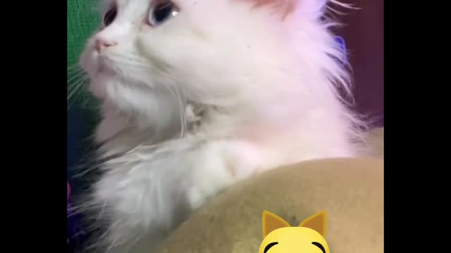 Little kitty meowing!