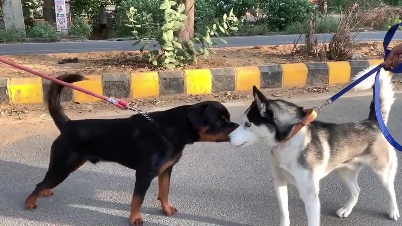 #Rottweiler vs Husky Morning walk gone wrong#short#short video#short