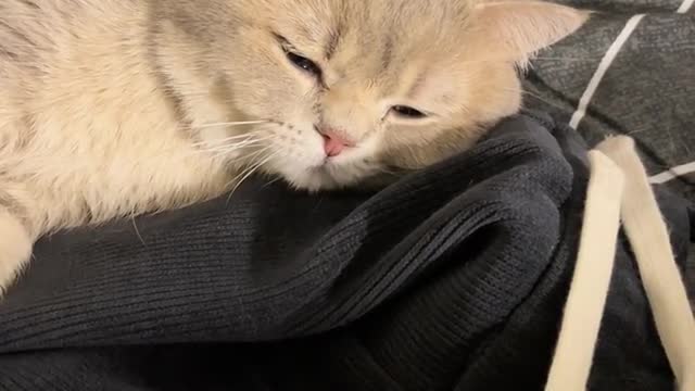The daily life of the cat