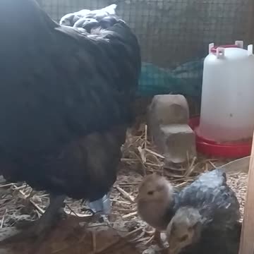 Mother hen and her children