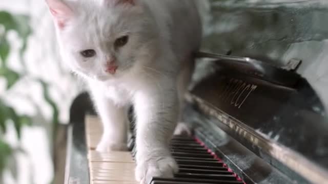 Mama Cat Takes Back Crying Kitten From Toddler