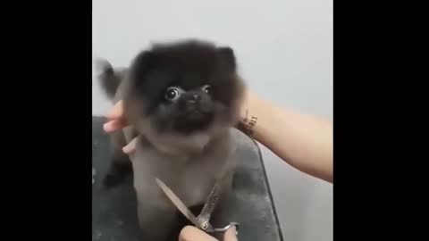 Funny cute dog video