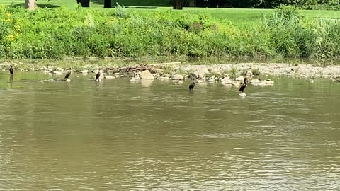 Dirty half dozen Cormorants