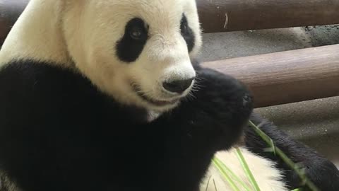 panda 2022