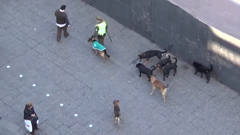 MUST SEE!! POLICE DOG ATTACKED BY PACK OF STRAY DOG