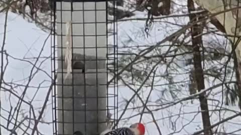 Red-bellied Woodpecker at feeder