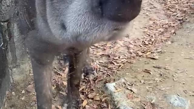 American tapir has big nose