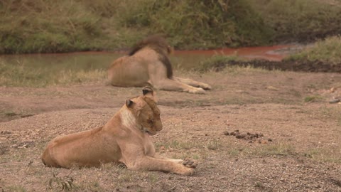 Lioness grooming herself in the field