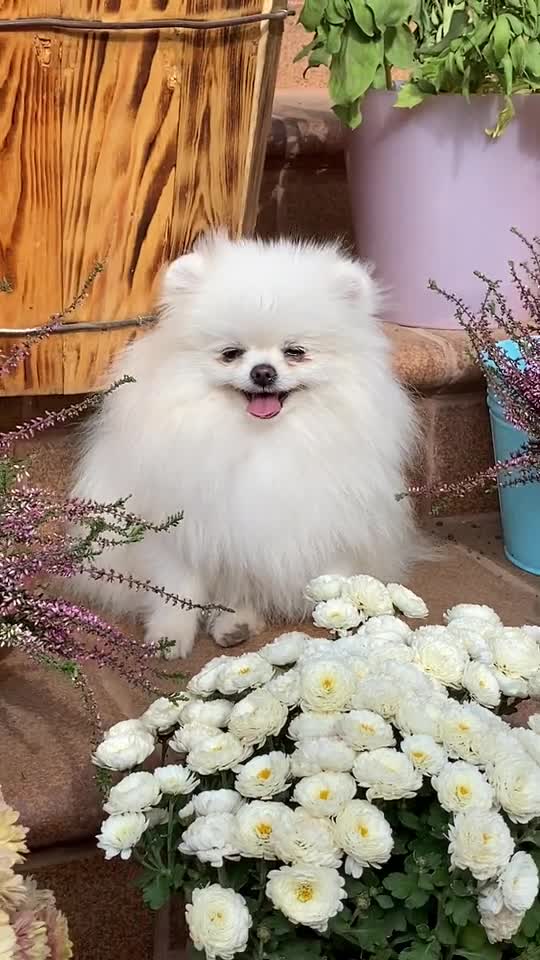 كلبي الجميل هيرو