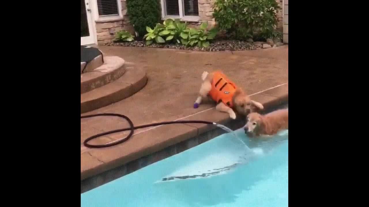 FUNNY CATS AND DOGS