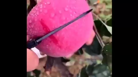 Apple cutting video