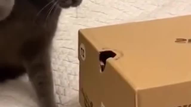 Funny video | Try Not To Laugh