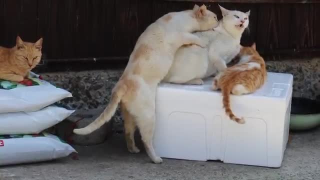 Cute and Funny Cat Videos Compilation