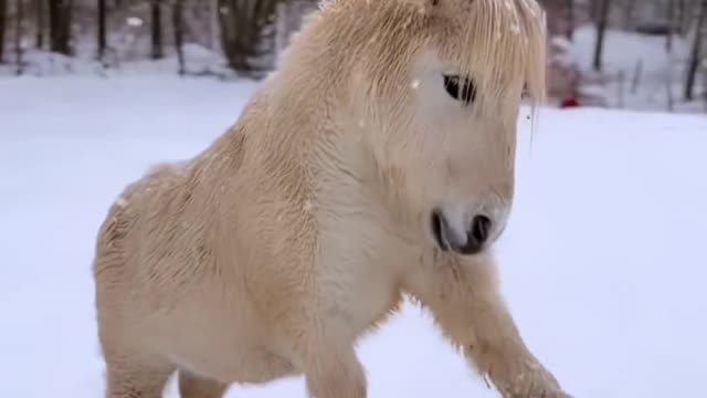 The pony swished its tail.