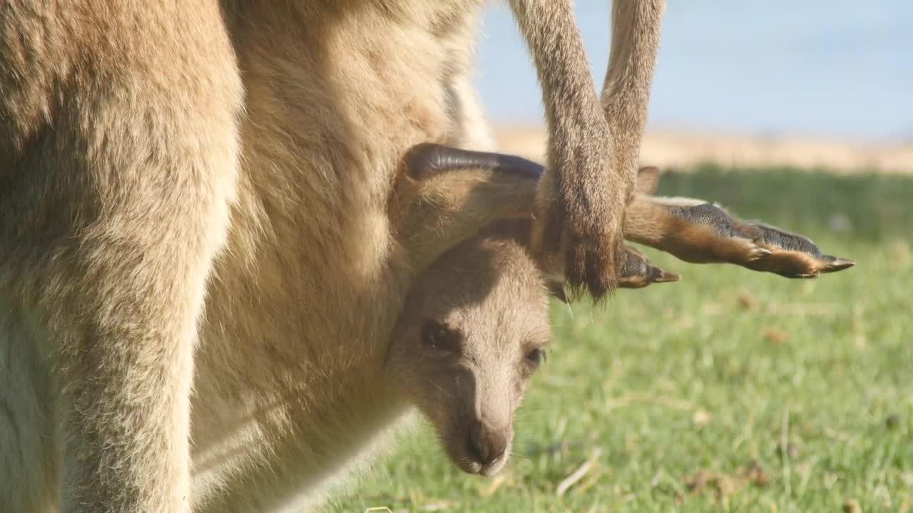 Joey Kangaroo Wallaby Marsupial Animal Australia