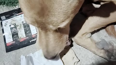 Doggy eating egg