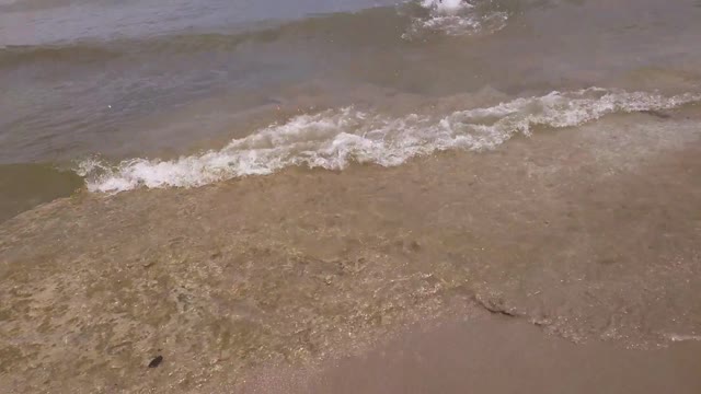 Mocha playing fetch in Lake Michigan