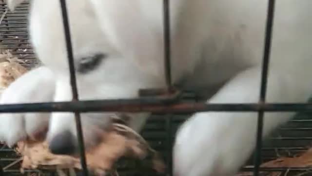 Cute Dog Yuki Sharping her teeth using Coconut husk