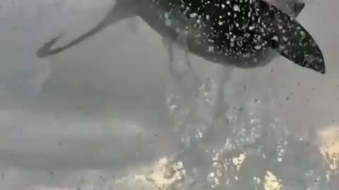 This is a beautiful and charming water-dwelling species