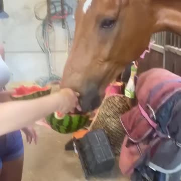 Chef the horse chillin