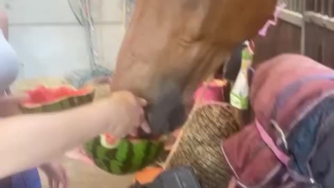 Chef the horse chillin
