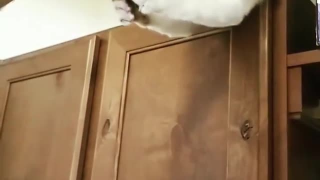 Cat Loves Grasshopper in Laziest Way Possible