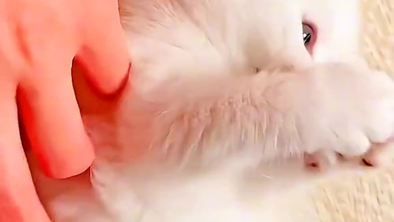 Cute pussy Cat