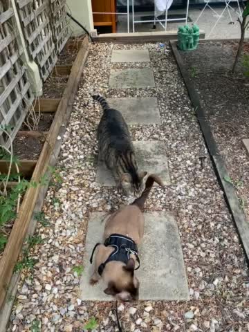 Funny cat getting scared