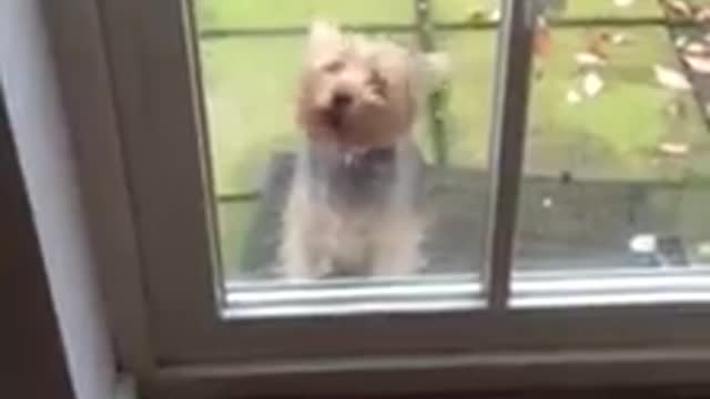 Yorkshire Terrier Behind Glass