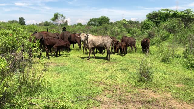 The cows are eating