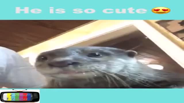 Have You Ever Heard An Otter Squeak