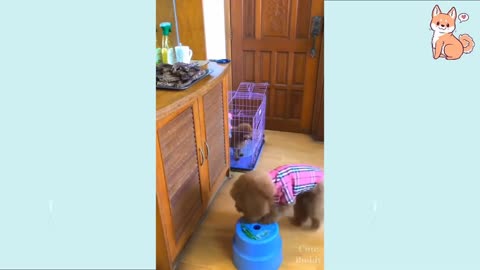 Funny Cute Luvly Puppies