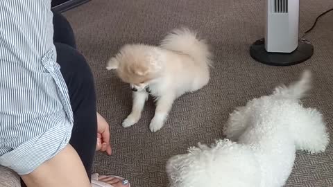 puppy,poodle