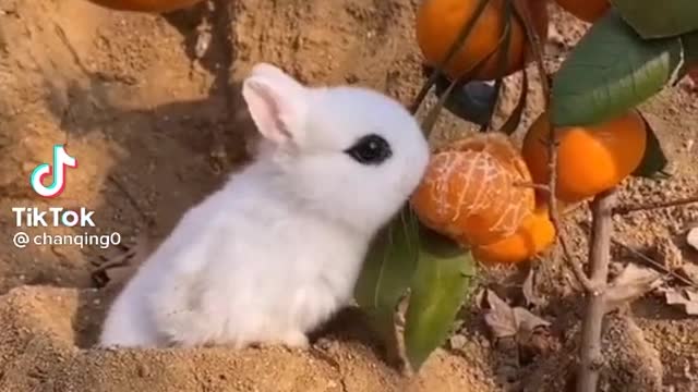 Cute rabbit 🐇