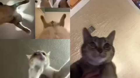 Cats online video conference