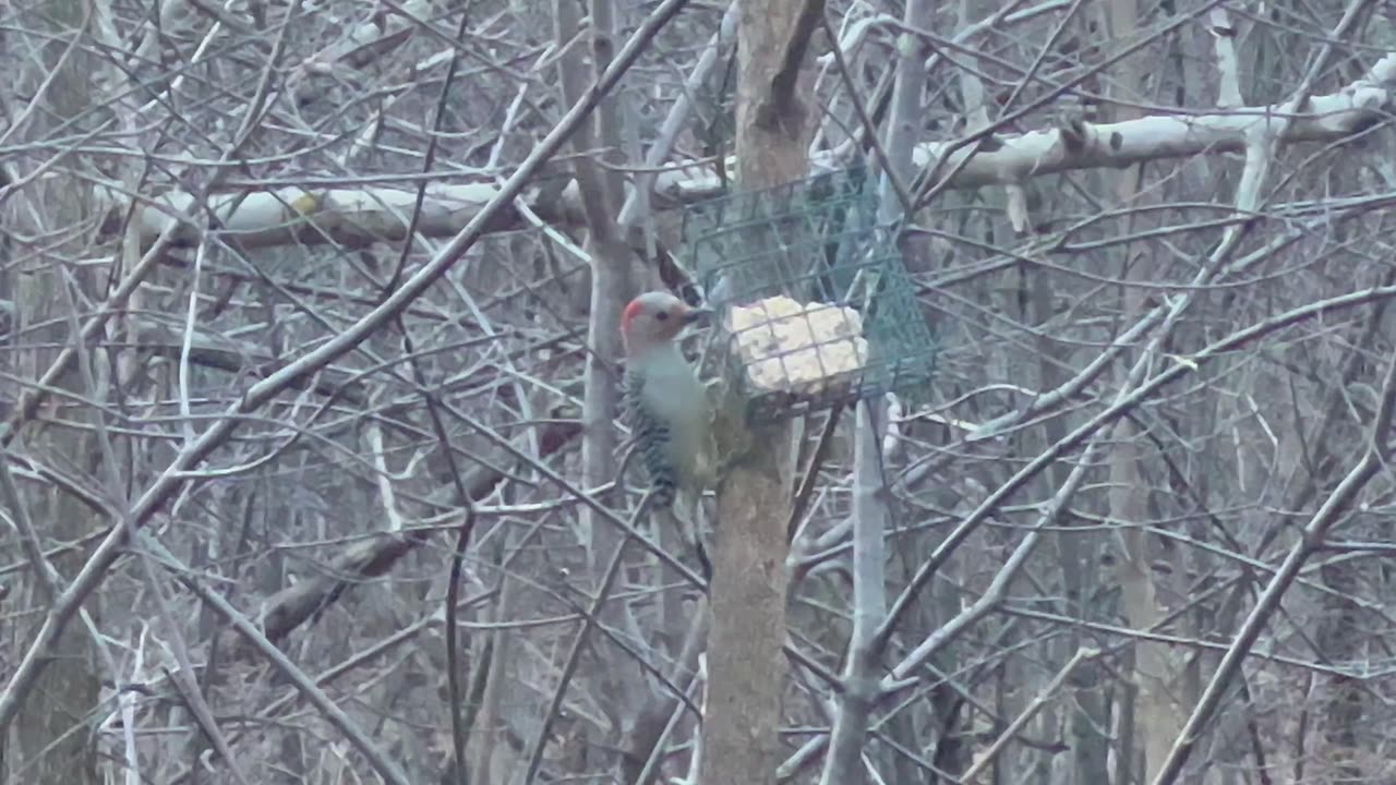 Red-Bellied woodpecker