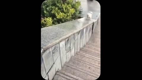 Best Funny Animal Videos - Try Not To Laugh - Super Funny Moments Human and Animals Fails