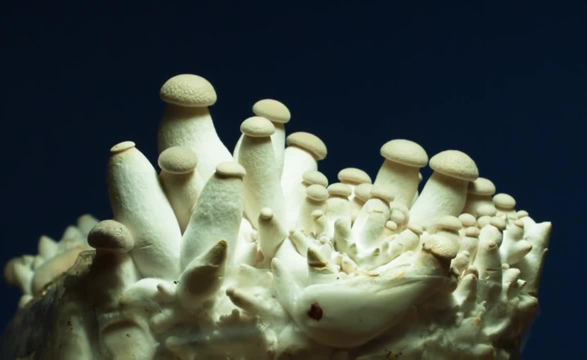 Time Lapse of Mushrooms Growing!!!!