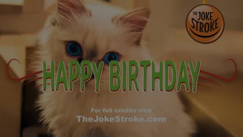 Cat laughter