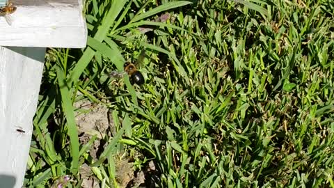 Bee vs Bee