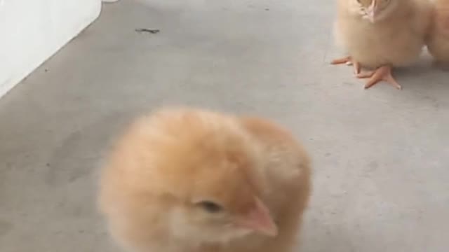 How Day Old Baby Chicks behavior & looks For Feed.