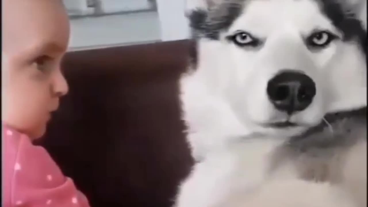 Funny dog