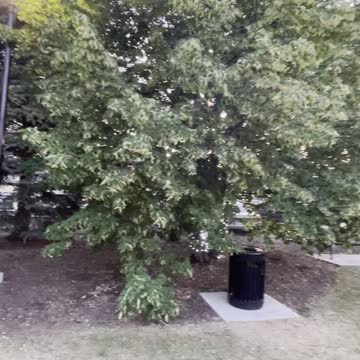 Weird beautiful tree with two types of leaves