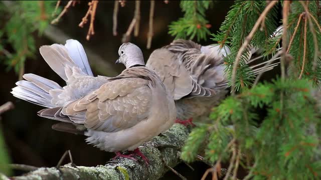 Branches bird