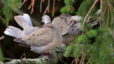 Branches bird