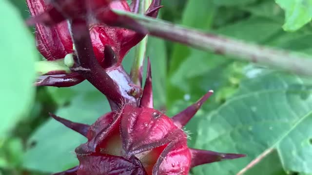 Hibiscus sabdariffa