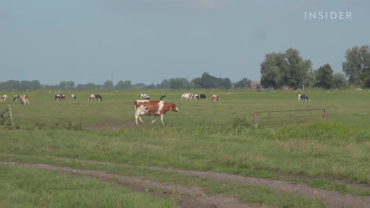 How Dutch Gouda Is Made At A 100-Year-Old Family Farm | Regional Eats | Food Insider