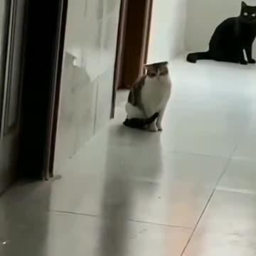 funny animals videos & cat funny videos😂#rumbleshorts