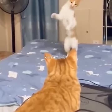 Funniest pets😁😁