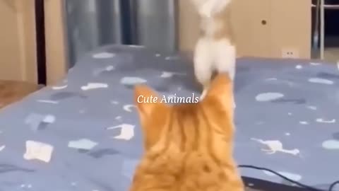 Funniest pets😁😁